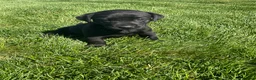Labrador Retriever dogs for sale: Roxy - Ad 2