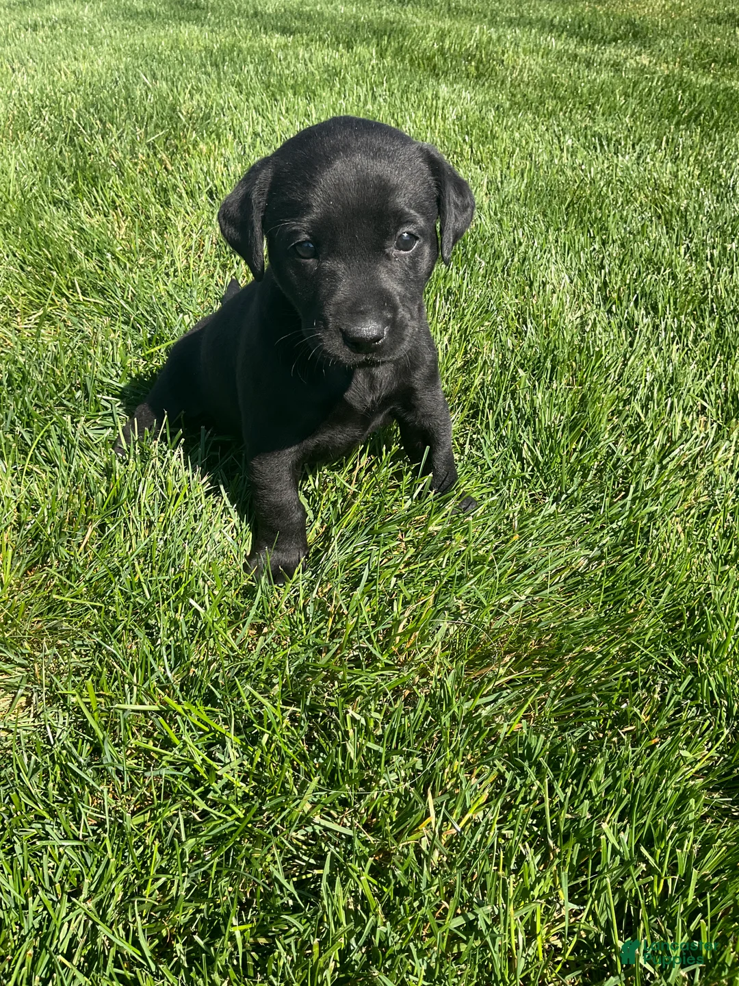 Labrador Retriever dogs for sale: Roxy - Ad 2