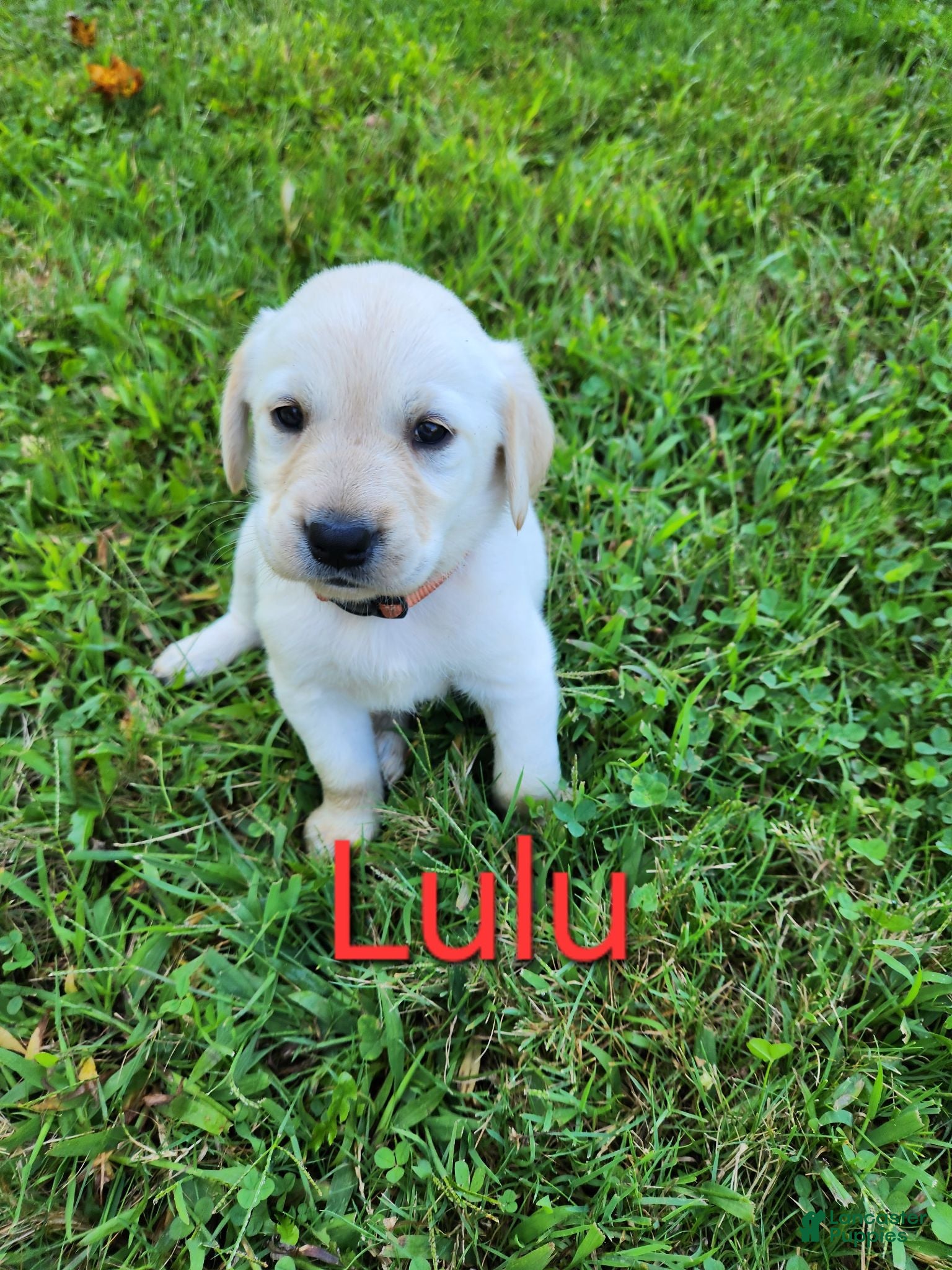 Labrador Retriever dogs Lulu - Ad 13