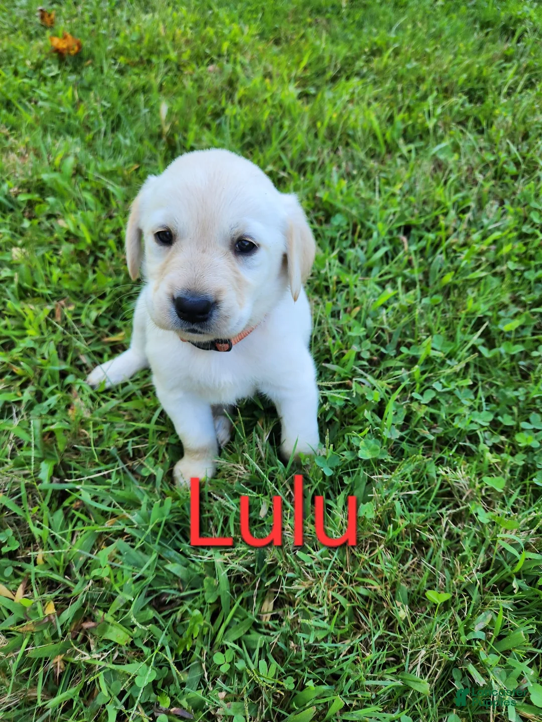 Labrador Retriever dogs for sale: Lulu - Ad 1