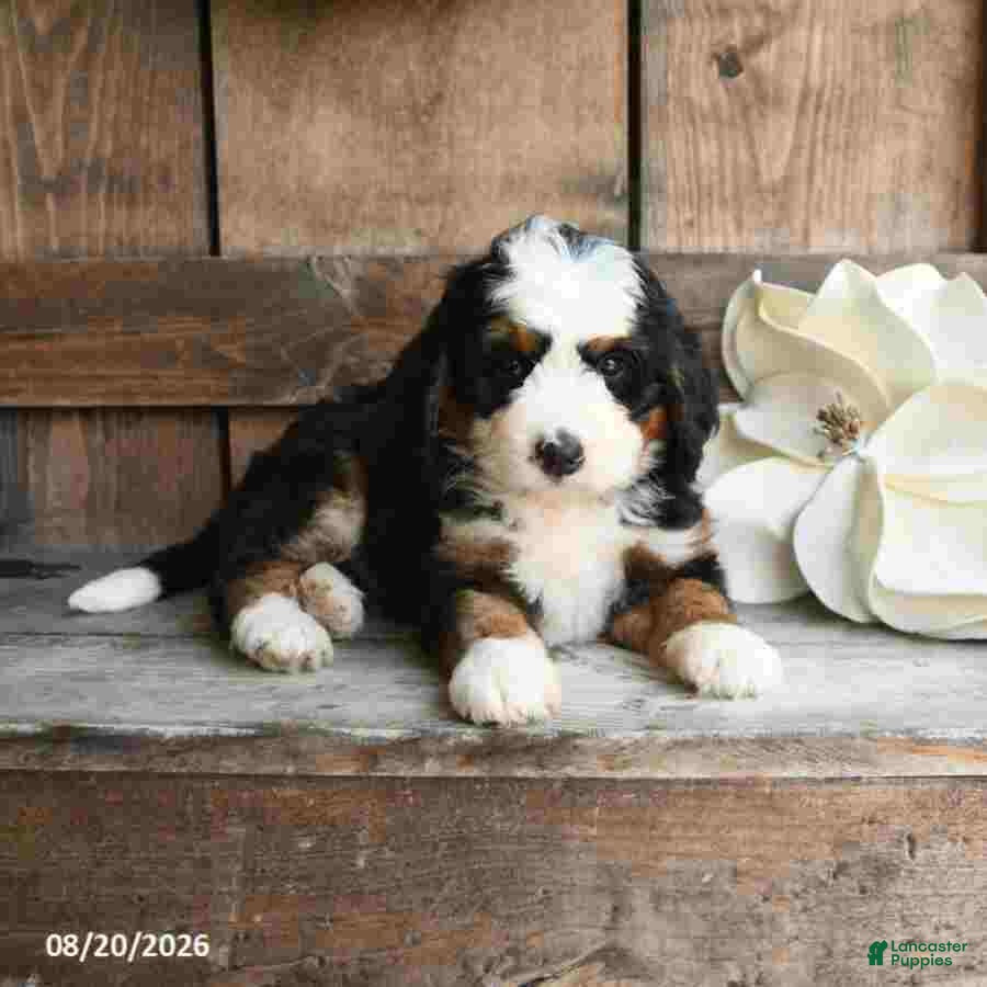 Mini Bernedoodle dogs Oscar - Ad 2