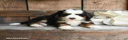 Mini Bernedoodle dogs for sale: Oscar - Ad 2