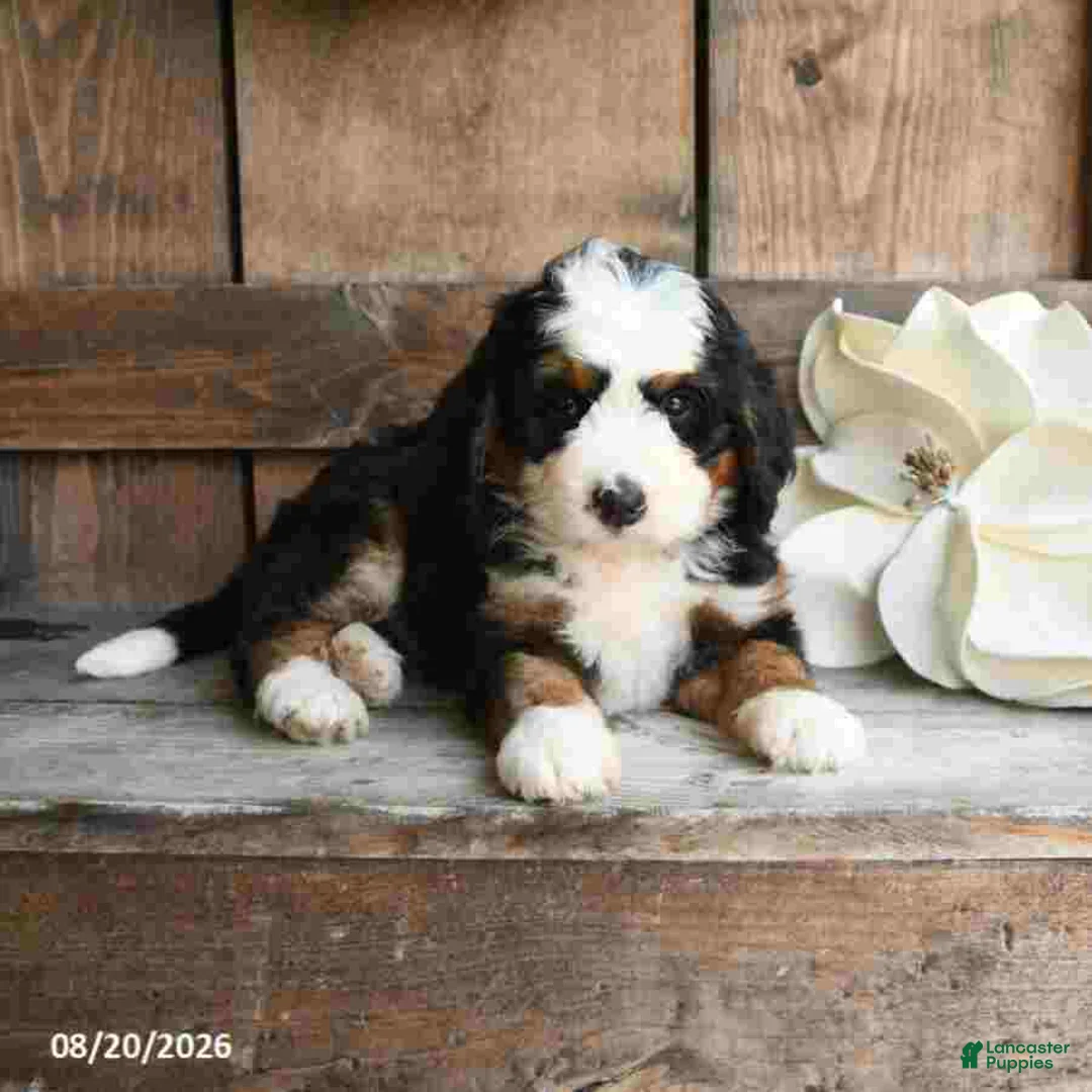 Mini Bernedoodle dogs for sale: Oscar - Ad 2