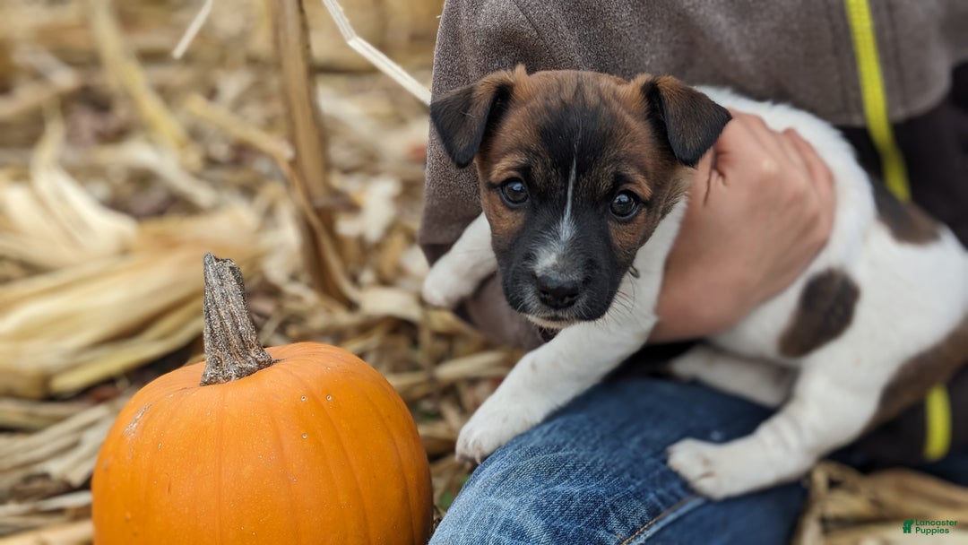 Jack Russell Terrier dogs for sale: Pepsi - Ad 1