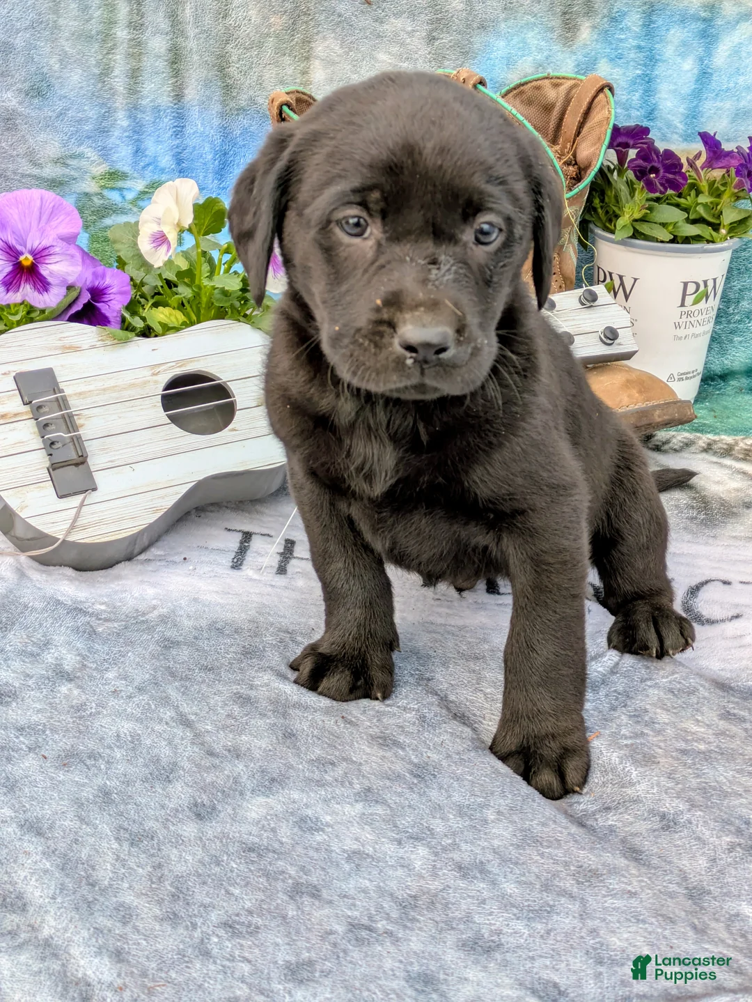 Labrador Retriever dogs for sale: Tucker - Ad 1