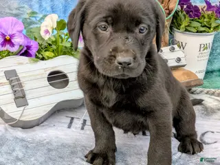 Labrador Retriever dogs Tucker - Ad 7