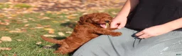 Cavapoo dogs for sale: Pearl - Ad 9