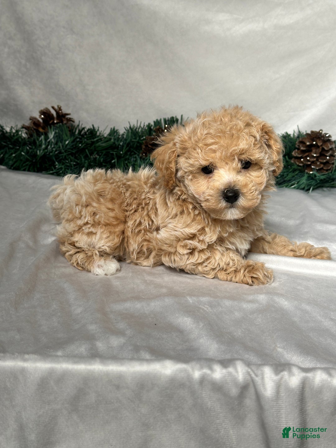 Bichpoo dogs for sale: Tommy - Ad 5