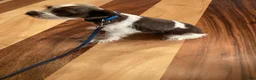 Miniature Schnauzer dogs for sale: Miniature Schnauzer 1 - Ad 3