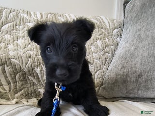 Scottish Terrier dogs - Ad 6