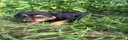 Mixed Breed dogs for sale: Lilly - Ad 3