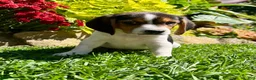 Beagle dogs for sale: Bandit - Ad 3