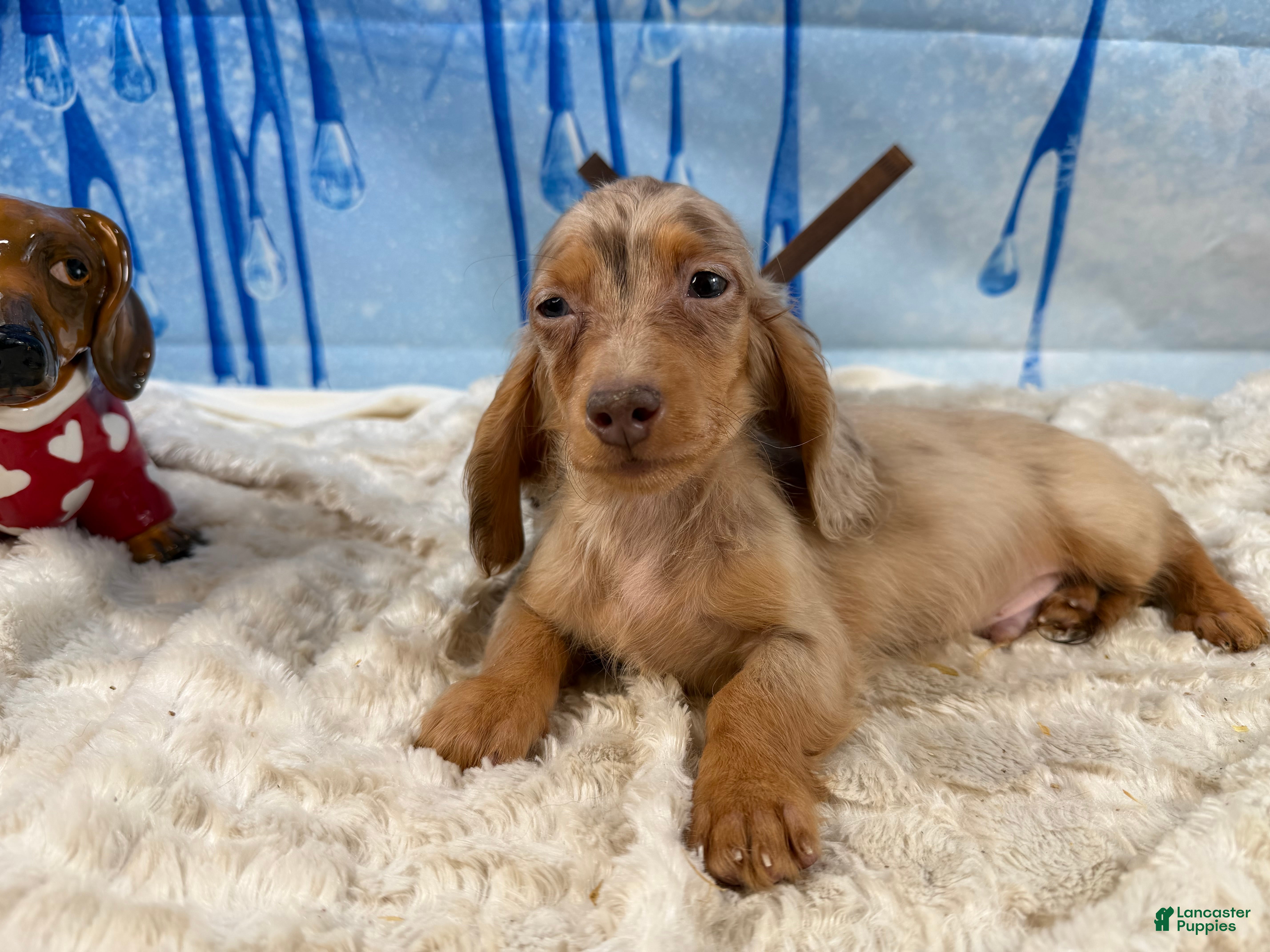 Miniature Dachshund dogs Bright blue eye - Ad 17