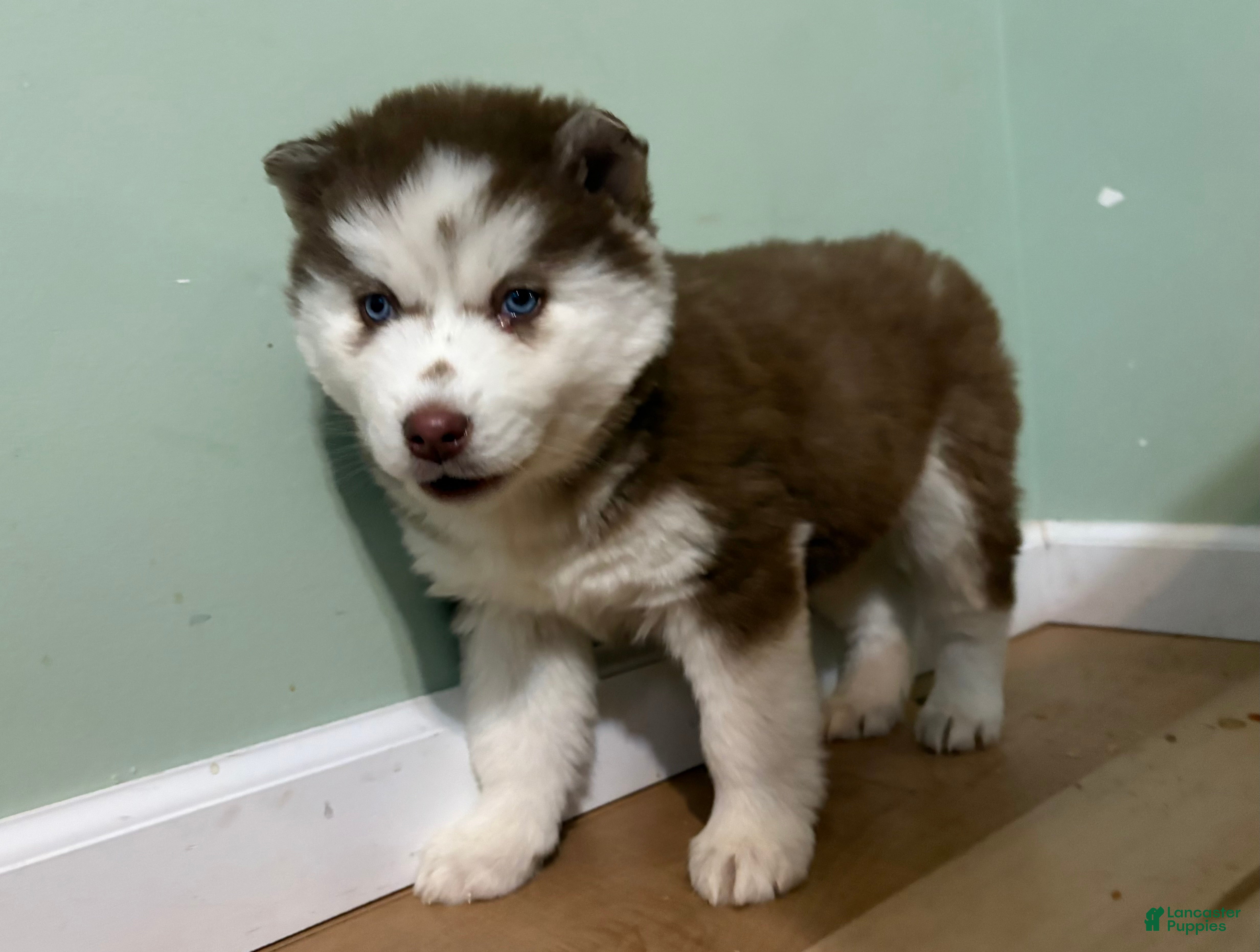 Mixed Breed dogs Sally - Ad 7