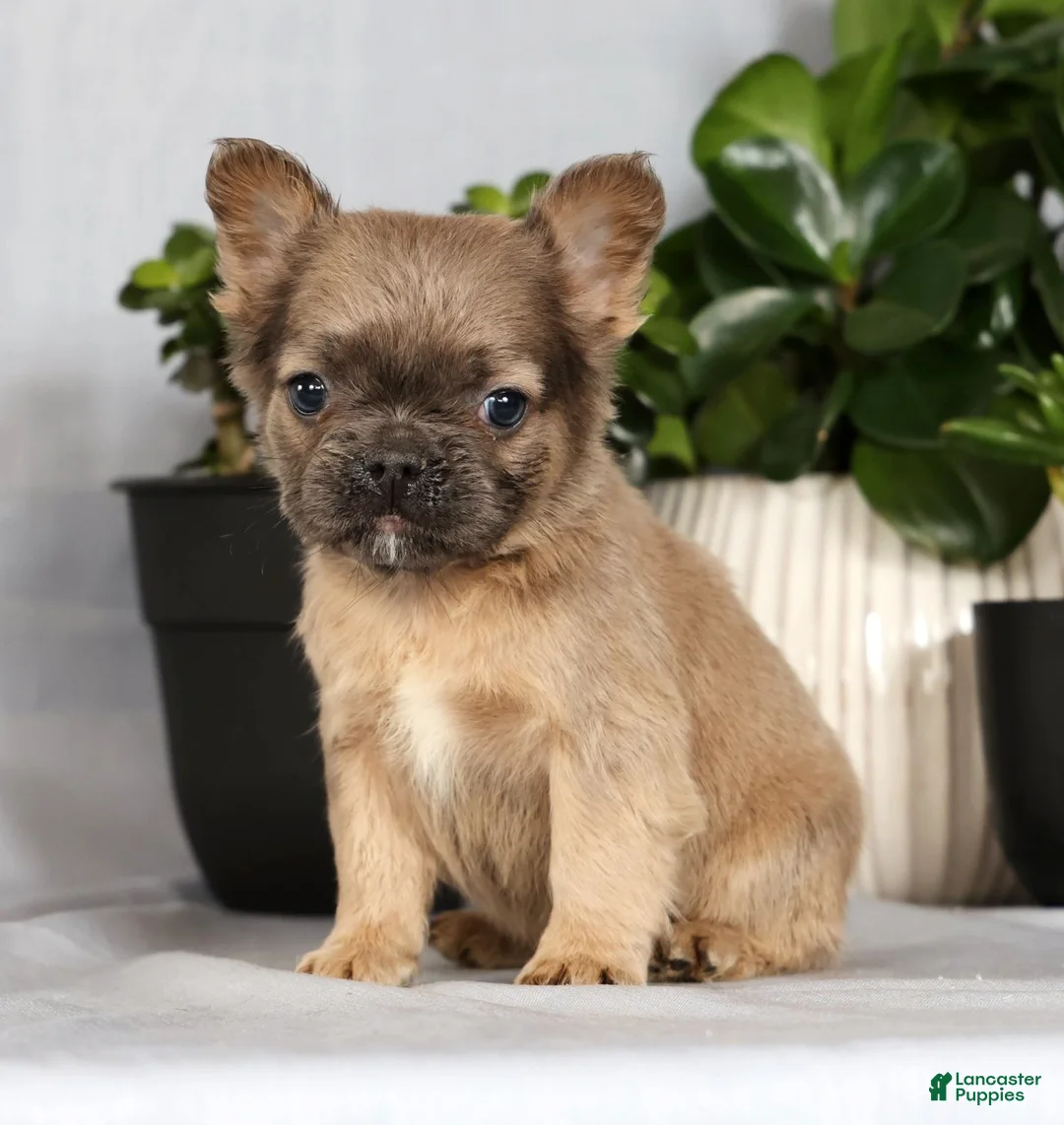 French Bulldog dogs for sale: Nina - Ad 3