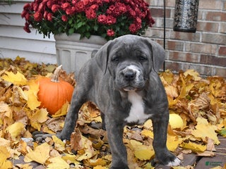 Cane Corso dogs Nayla - Ad 16