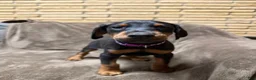 Doberman Pinscher dogs for sale: Lyra - Ad 1