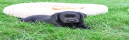 Labrador Retriever dogs for sale: Max - Ad 3