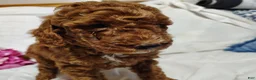 Mini Goldendoodle dogs for sale: Bonnie - Ad 1