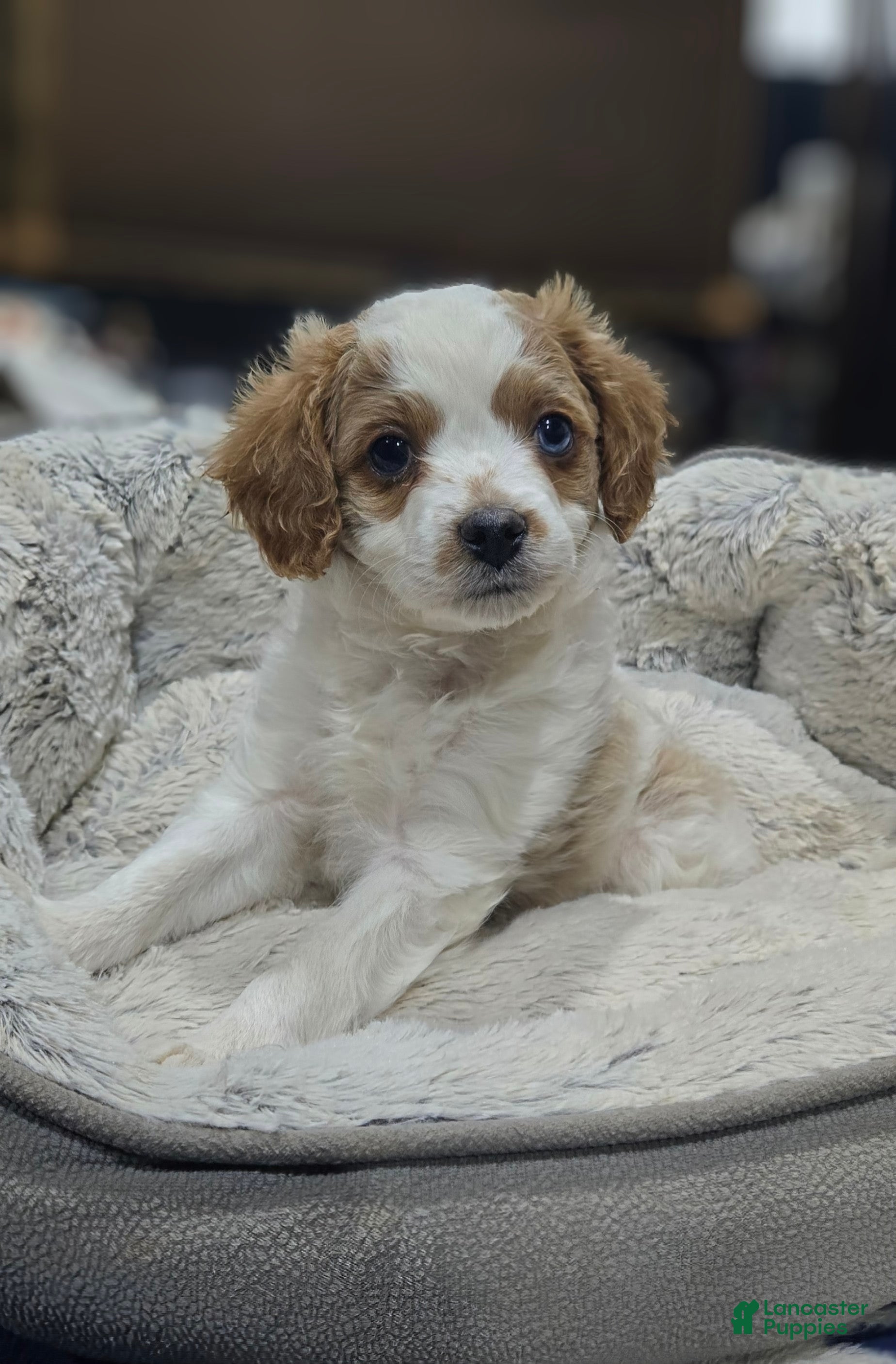 Cavapoo dogs for sale: Horton - Ad 1