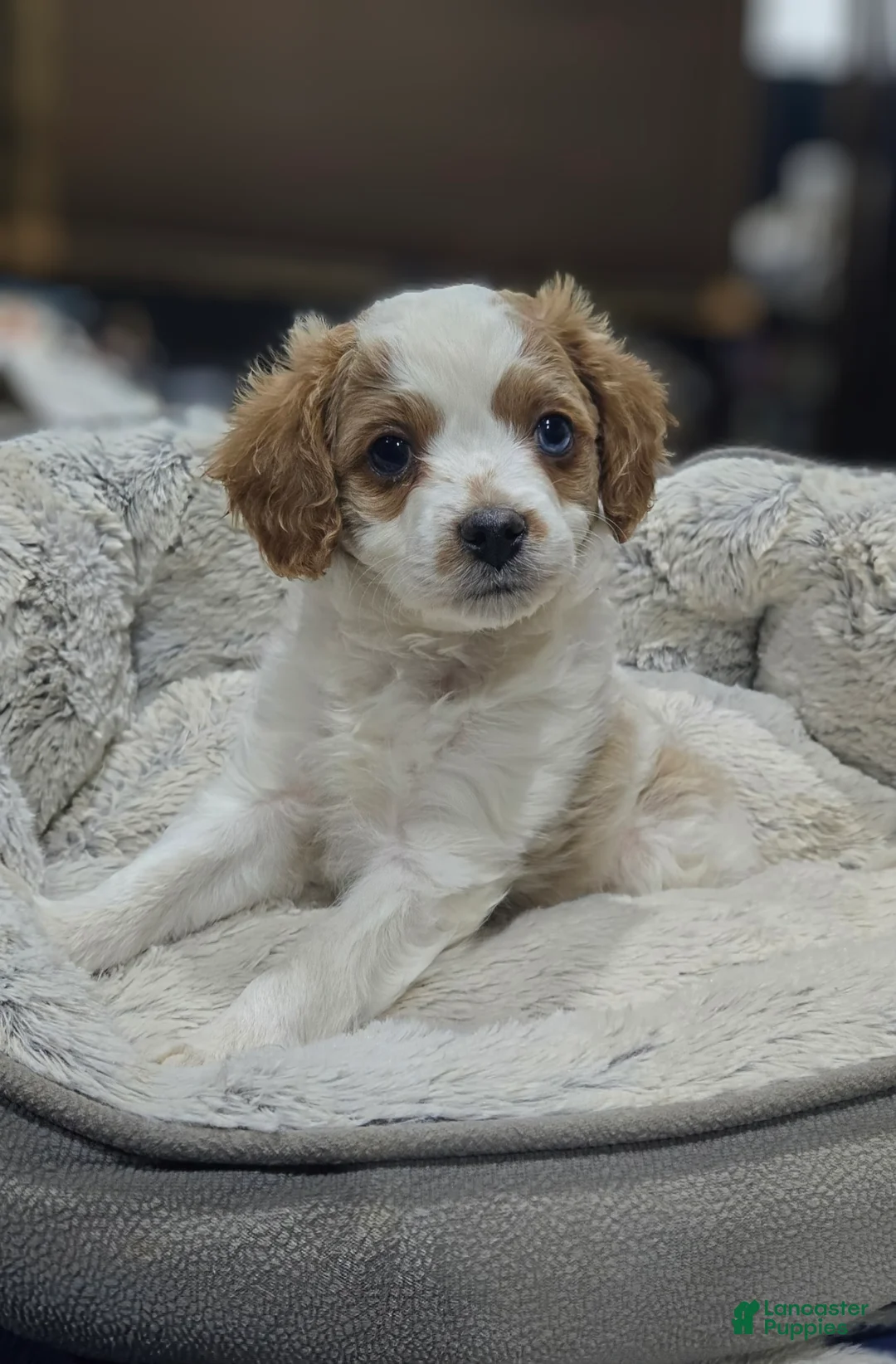 Cavapoo dogs for sale: Horton - Ad 1