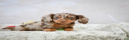 Miniature Dachshund dogs for sale: Frosty - Ad 6