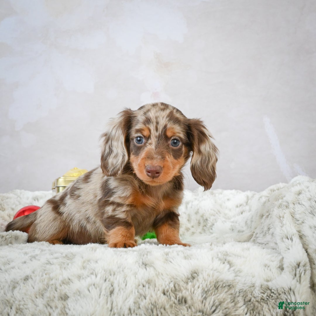Miniature Dachshund dogs for sale: Frosty - Ad 6