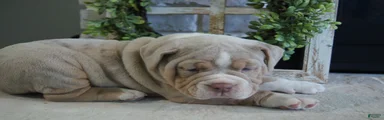 Bruno
