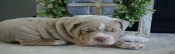 Olde English Bulldogge dogs for sale: Bruno - Ad 1
