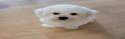 Bichon Frise dogs for sale: Ben (Male) - 9 weeks Old - Ad 5