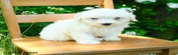 Maltipoo dogs for sale: Kira - Ad 3