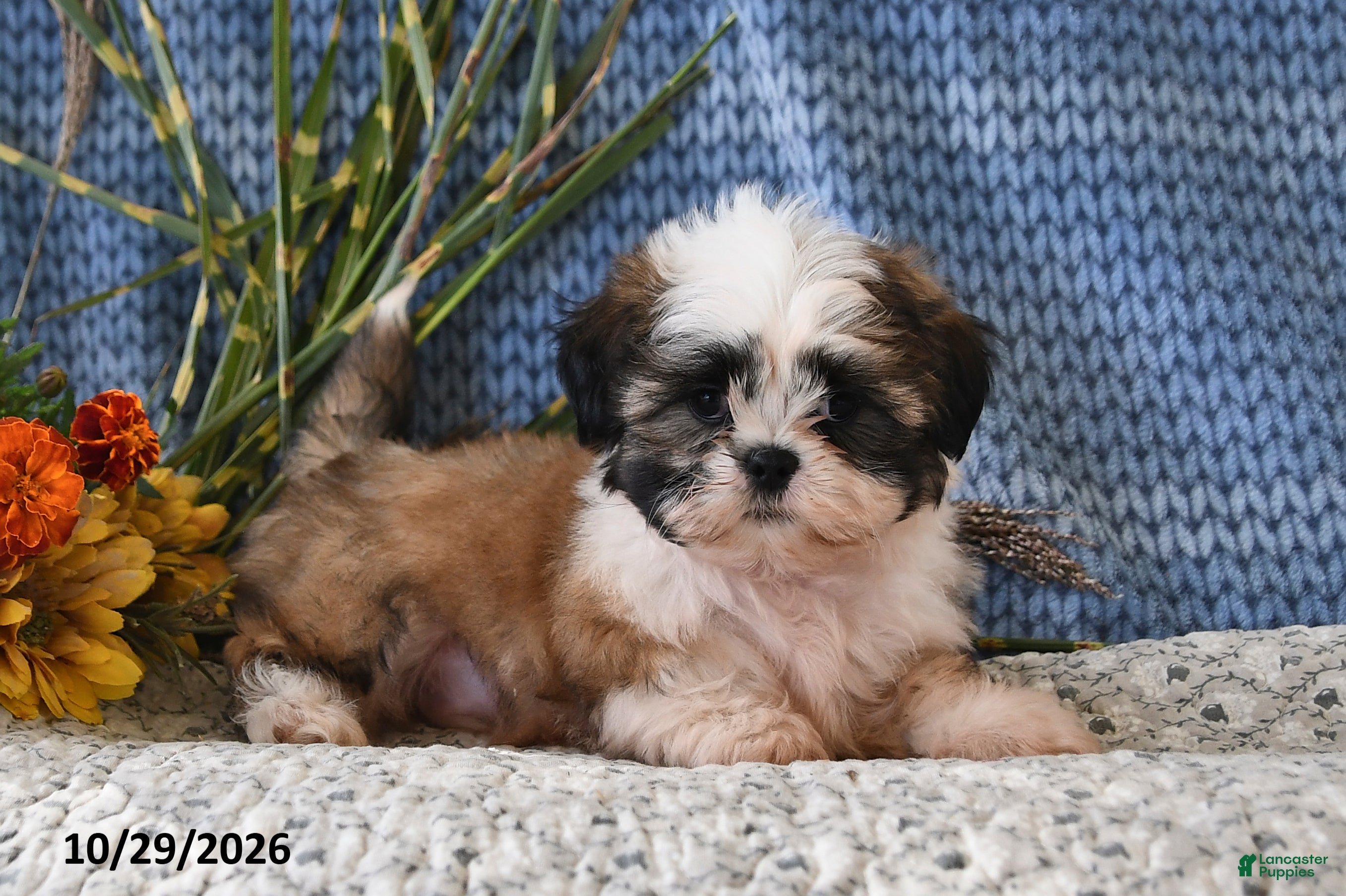 Shih Tzu dogs for sale: Benji - Ad 1