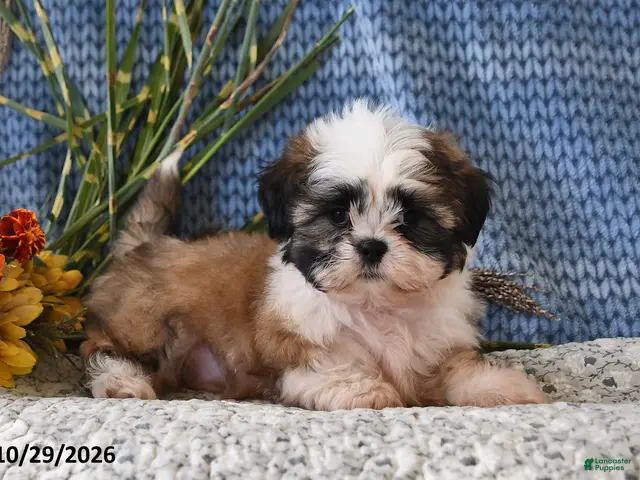 Shih Tzu dogs for sale: Benji - Ad 1
