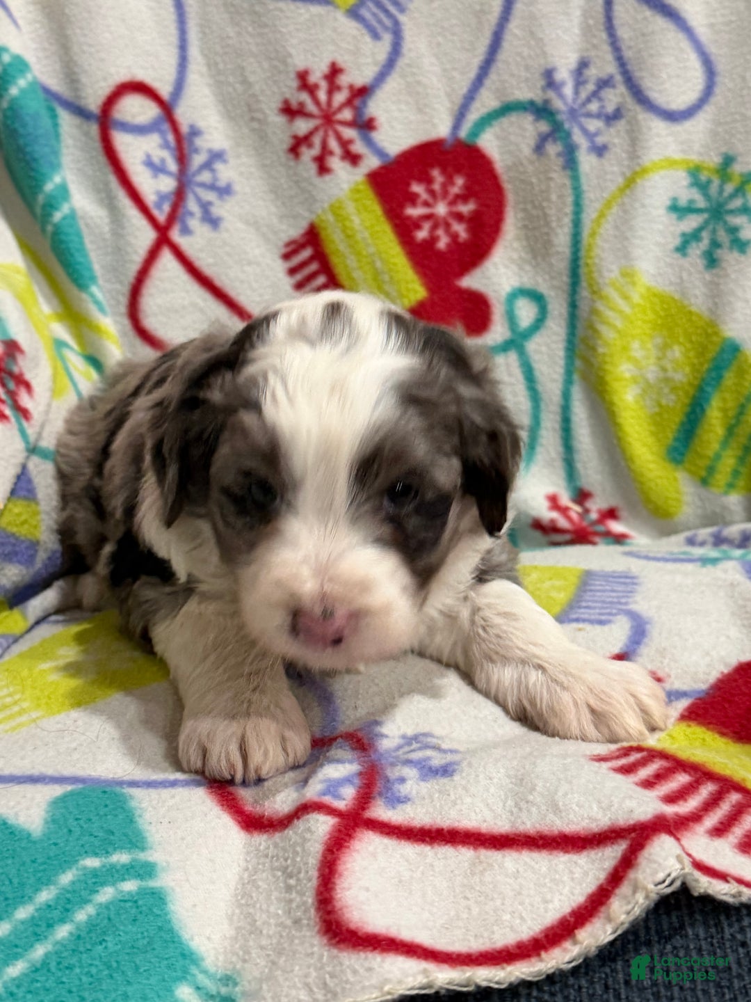 Mini Aussiedoodle dogs for sale: Chloe - Ad 2
