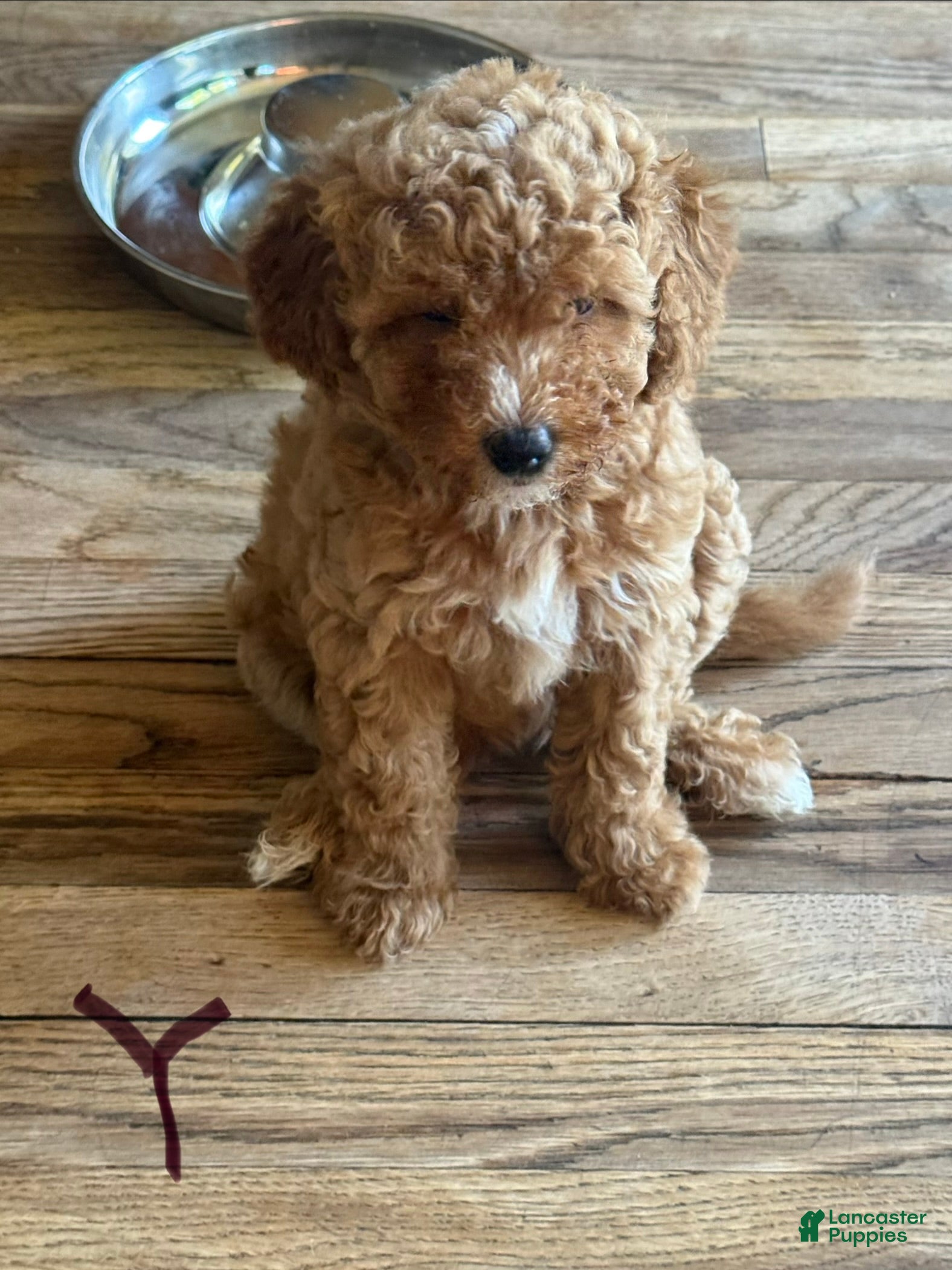 Miniature Poodle dogs for sale: Miniature Poodle 3 yellow collar - Ad 4