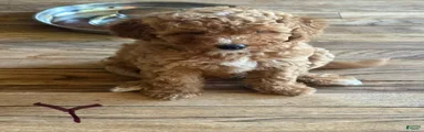 Miniature Poodle 3 yellow collar