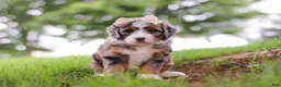 Mini Bernedoodle dogs for sale: Pelle - Ad 6