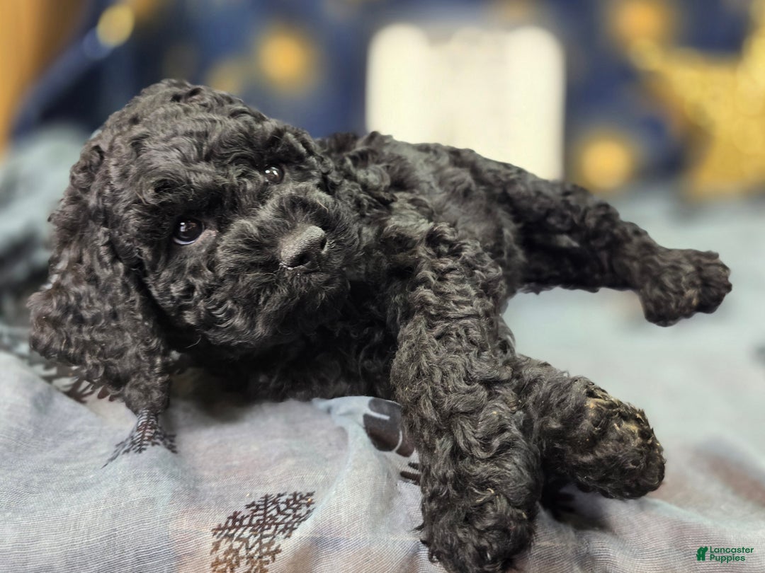 Cockapoo dogs for sale: Breeze - Ad 19