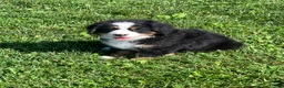 Bernese Mountain Dog dogs for sale: SweetPea - Ad 10