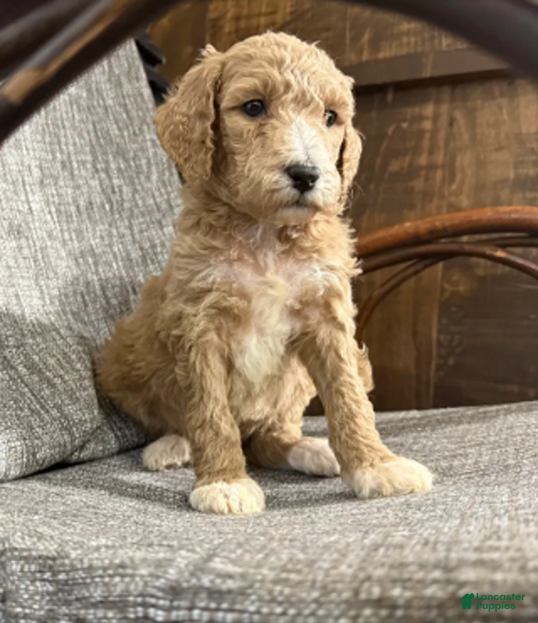 Miniature Poodle dogs for sale: Ricker - Ad 4