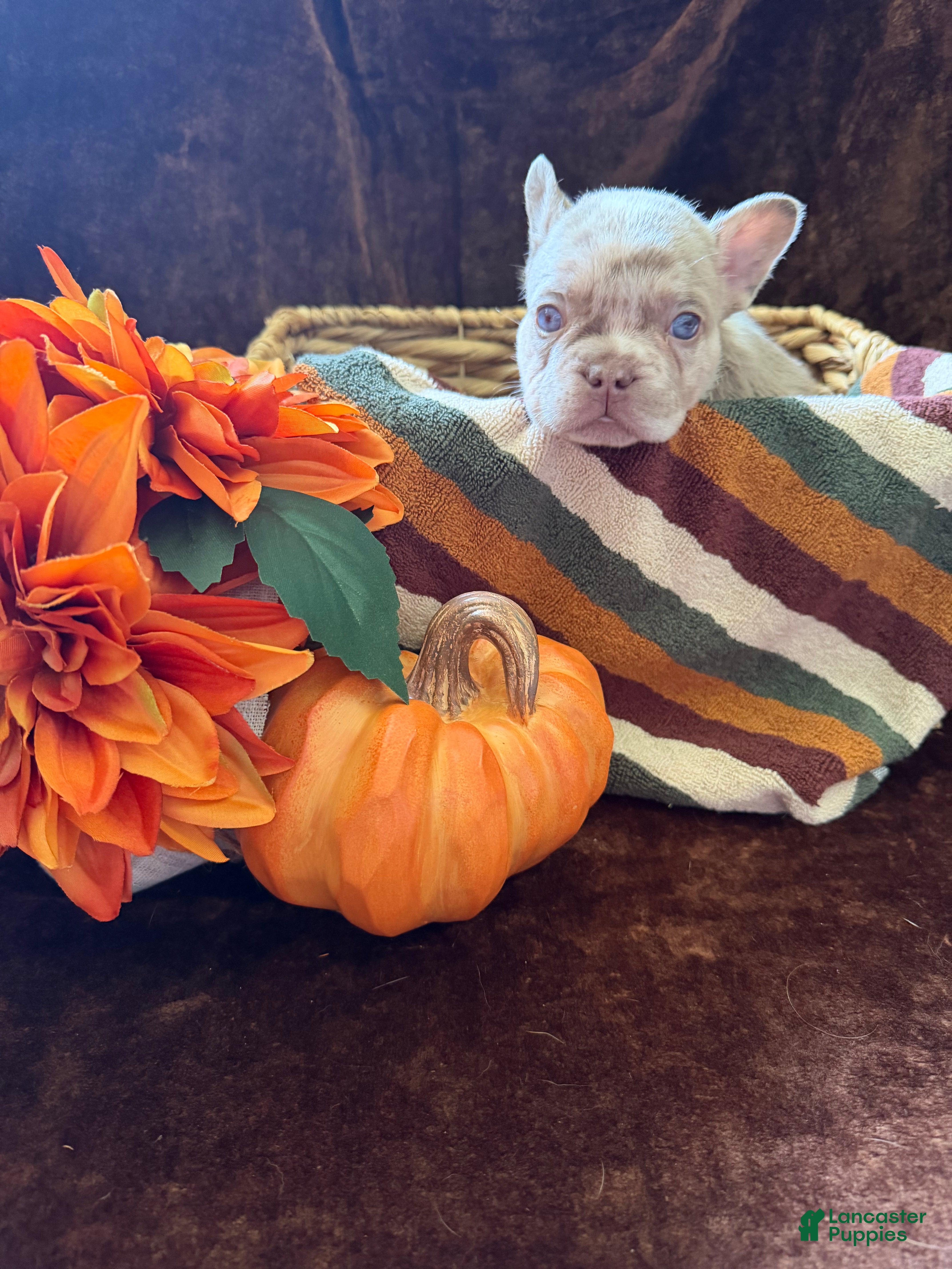 French Bulldog dogs Doug - Ad 2