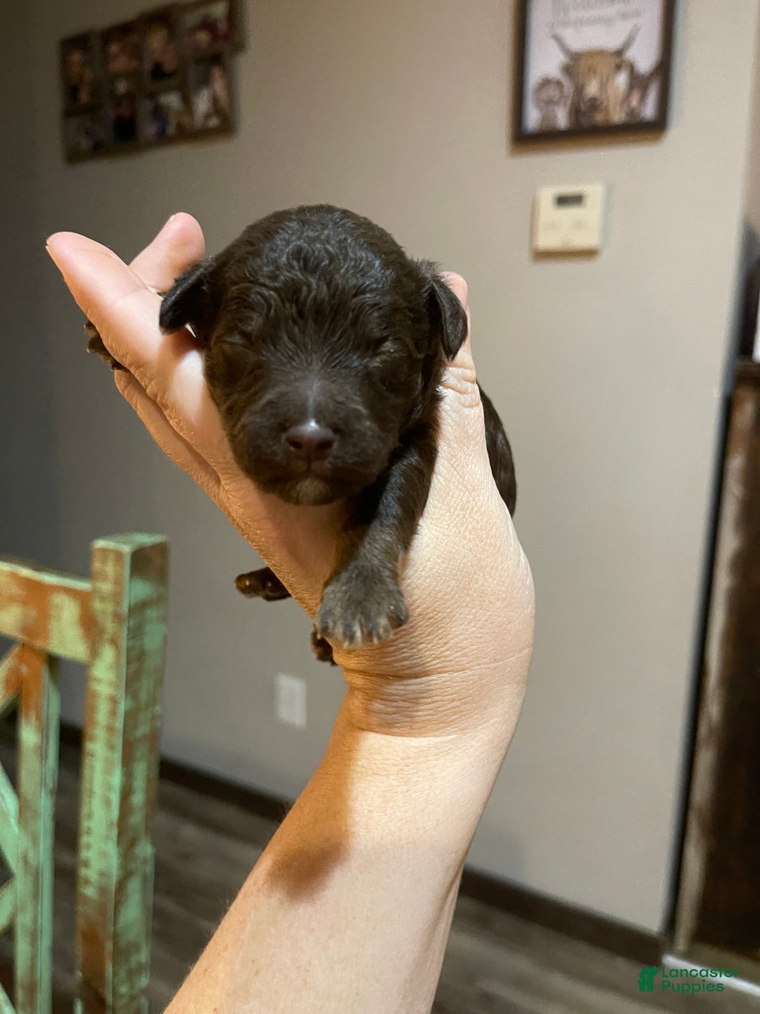 Miniature Poodle dogs for sale: Akc Clear Chocolate Phantom Boy 2 - Ad 5
