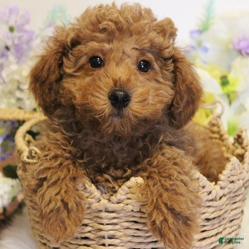 Toy Poodle dogs Nate - Ad 1