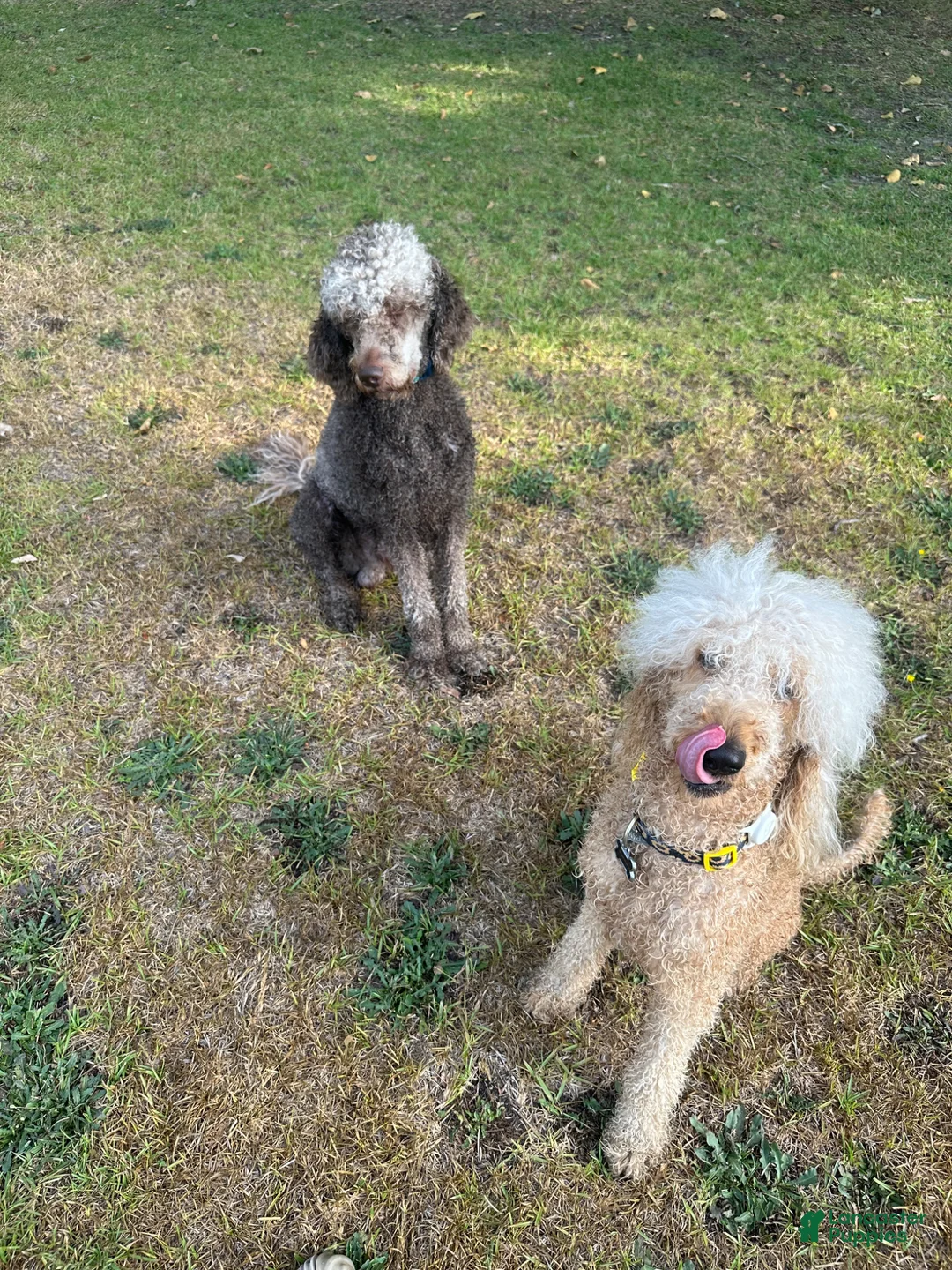 Double Doodle dogs for sale: Green - Ad 4