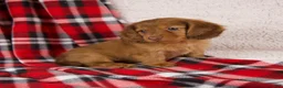 Dachshund dogs for sale: Elise - Ad 7