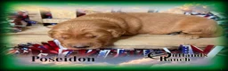 Golden Retriever dogs for sale: Poseidon~Green Collar - Ad 4