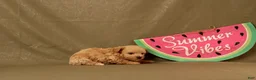 Maltipoo dogs for sale: Ishmeal - Ad 3