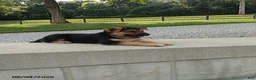German Shepherd dogs for sale: Milo - Ad 4