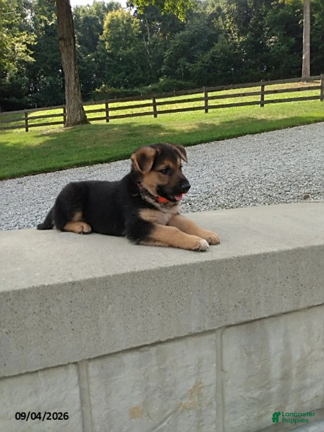 German Shepherd dogs for sale: Milo - Ad 4
