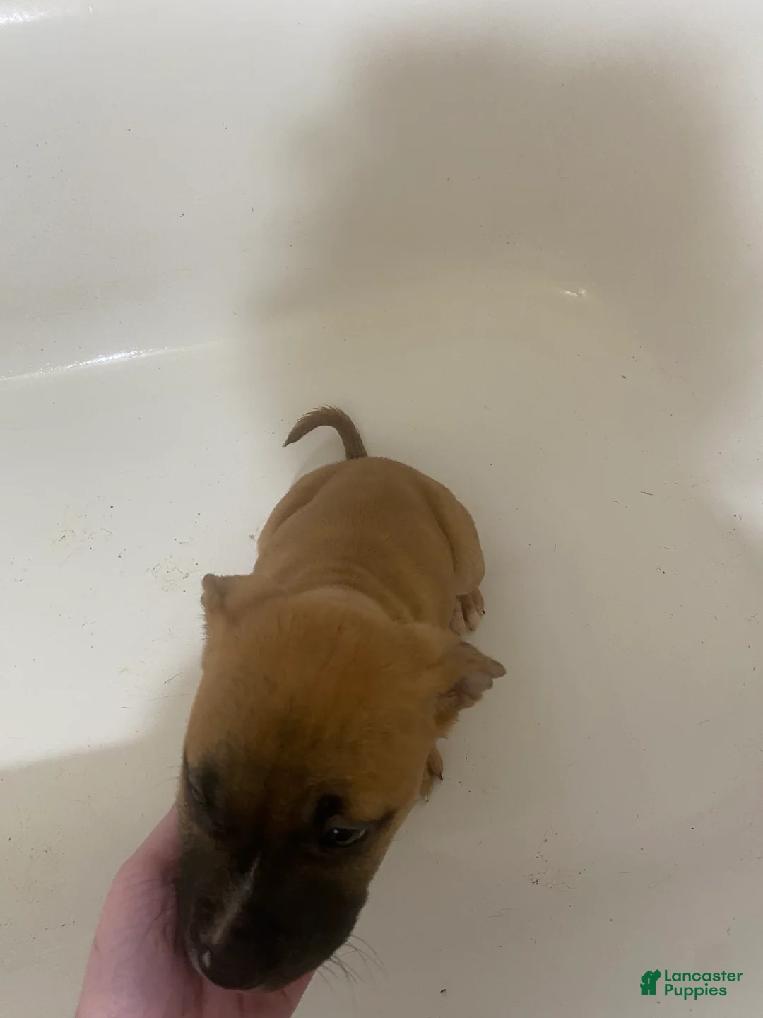 Mixed Breed dogs for sale: Poppy - Ad 2